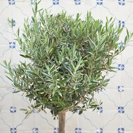 Inglesinhos - Castelo *