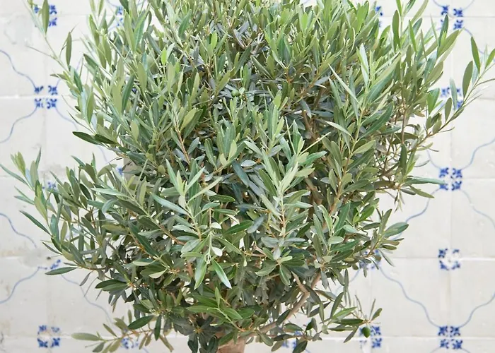 Inglesinhos - Castelo *