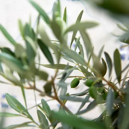 Inglesinhos - Castelo * Лиссабон